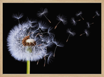 A close-up, framed photograph of a dandelion seed head against a stark black background, with its fluffy white seeds being carried away by an unseen wind. Wall Art