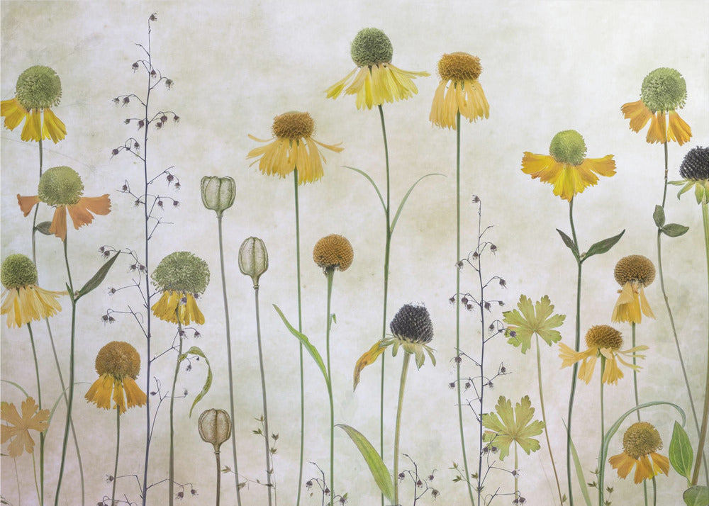 A collection of pressed wildflowers, primarily yellow and orange coneflowers with green and brown centers, arranged vertically against a textured, off-white background within a silver frame. Print