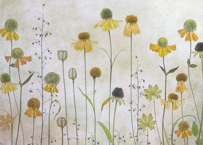 A collection of pressed wildflowers, primarily yellow and orange coneflowers with green and brown centers, arranged vertically against a textured, off-white background within a silver frame. Print