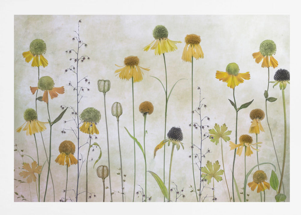 A collection of pressed wildflowers, primarily yellow and orange coneflowers with green and brown centers, arranged vertically against a textured, off-white background within a silver frame. Print