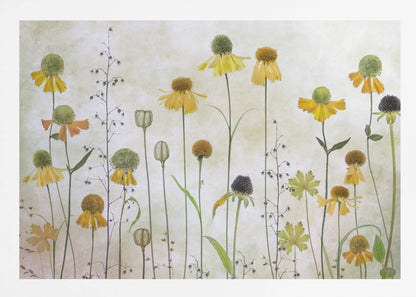 A collection of pressed wildflowers, primarily yellow and orange coneflowers with green and brown centers, arranged vertically against a textured, off-white background within a silver frame. Print