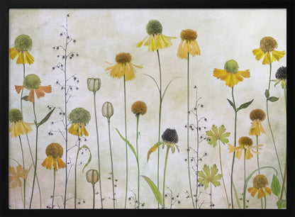 A collection of pressed wildflowers, primarily yellow and orange coneflowers with green and brown centers, arranged vertically against a textured, off-white background within a silver frame. Print
