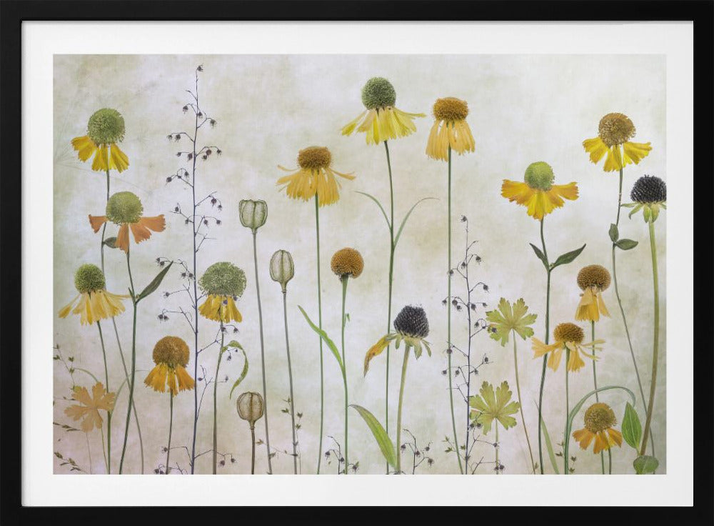 A collection of pressed wildflowers, primarily yellow and orange coneflowers with green and brown centers, arranged vertically against a textured, off-white background within a silver frame. Print