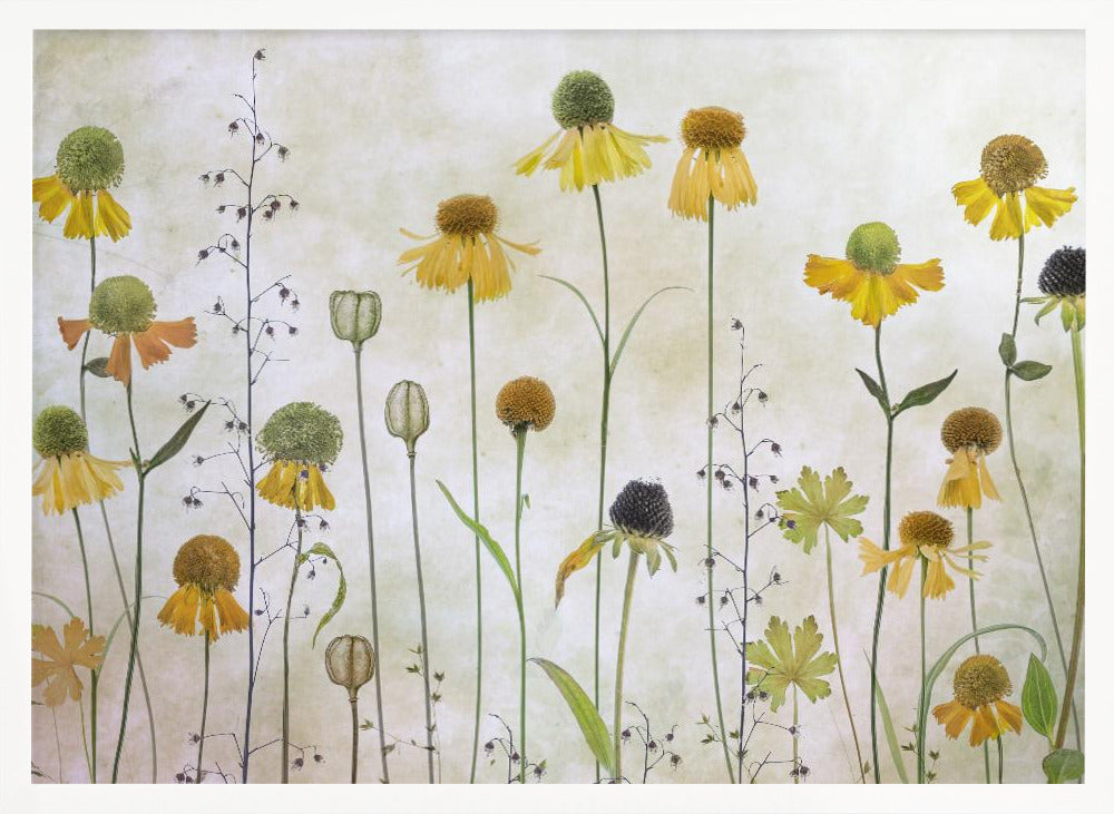 A collection of pressed wildflowers, primarily yellow and orange coneflowers with green and brown centers, arranged vertically against a textured, off-white background within a silver frame. Print