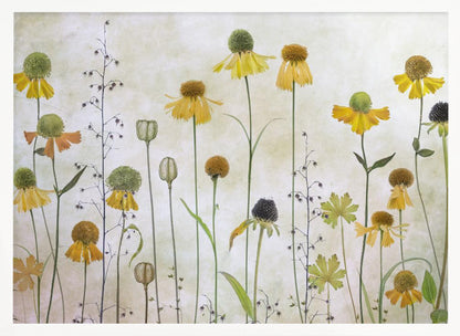A collection of pressed wildflowers, primarily yellow and orange coneflowers with green and brown centers, arranged vertically against a textured, off-white background within a silver frame. Print