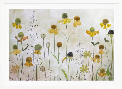 A collection of pressed wildflowers, primarily yellow and orange coneflowers with green and brown centers, arranged vertically against a textured, off-white background within a silver frame. Print