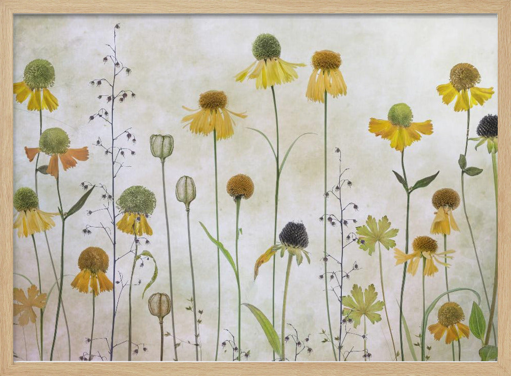 A collection of pressed wildflowers, primarily yellow and orange coneflowers with green and brown centers, arranged vertically against a textured, off-white background within a silver frame. Print