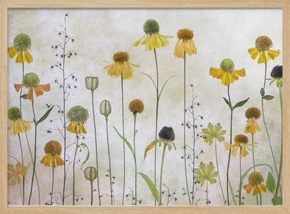 A collection of pressed wildflowers, primarily yellow and orange coneflowers with green and brown centers, arranged vertically against a textured, off-white background within a silver frame. Print