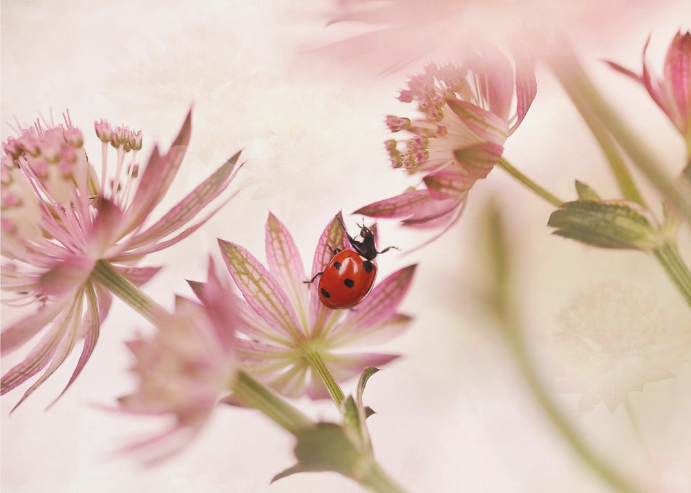 A macro photograph captures a vivid red ladybug with black spots as it crawls on the delicate petals of a pink Astrantia flower. The scene is soft-focused with a dreamy, light pink and cream background, giving it a gentle and serene feel. Print