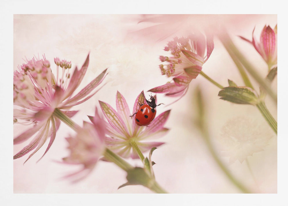 A macro photograph captures a vivid red ladybug with black spots as it crawls on the delicate petals of a pink Astrantia flower. The scene is soft-focused with a dreamy, light pink and cream background, giving it a gentle and serene feel. Print