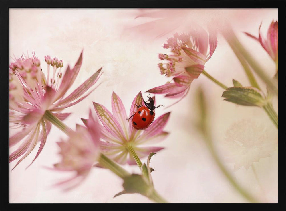 A macro photograph captures a vivid red ladybug with black spots as it crawls on the delicate petals of a pink Astrantia flower. The scene is soft-focused with a dreamy, light pink and cream background, giving it a gentle and serene feel. Print