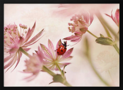 A macro photograph captures a vivid red ladybug with black spots as it crawls on the delicate petals of a pink Astrantia flower. The scene is soft-focused with a dreamy, light pink and cream background, giving it a gentle and serene feel. Print