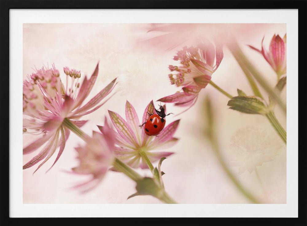 A macro photograph captures a vivid red ladybug with black spots as it crawls on the delicate petals of a pink Astrantia flower. The scene is soft-focused with a dreamy, light pink and cream background, giving it a gentle and serene feel. Print