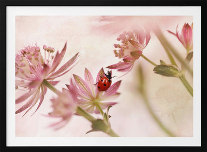 A macro photograph captures a vivid red ladybug with black spots as it crawls on the delicate petals of a pink Astrantia flower. The scene is soft-focused with a dreamy, light pink and cream background, giving it a gentle and serene feel. Print