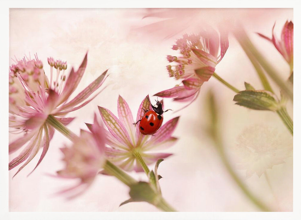 A macro photograph captures a vivid red ladybug with black spots as it crawls on the delicate petals of a pink Astrantia flower. The scene is soft-focused with a dreamy, light pink and cream background, giving it a gentle and serene feel. Print