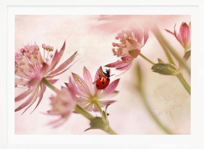 A macro photograph captures a vivid red ladybug with black spots as it crawls on the delicate petals of a pink Astrantia flower. The scene is soft-focused with a dreamy, light pink and cream background, giving it a gentle and serene feel. Print