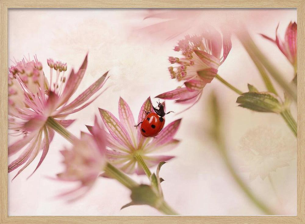 A macro photograph captures a vivid red ladybug with black spots as it crawls on the delicate petals of a pink Astrantia flower. The scene is soft-focused with a dreamy, light pink and cream background, giving it a gentle and serene feel. Print