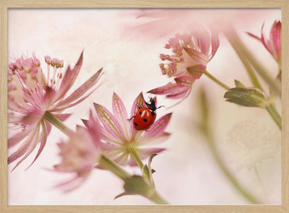 A macro photograph captures a vivid red ladybug with black spots as it crawls on the delicate petals of a pink Astrantia flower. The scene is soft-focused with a dreamy, light pink and cream background, giving it a gentle and serene feel. Print