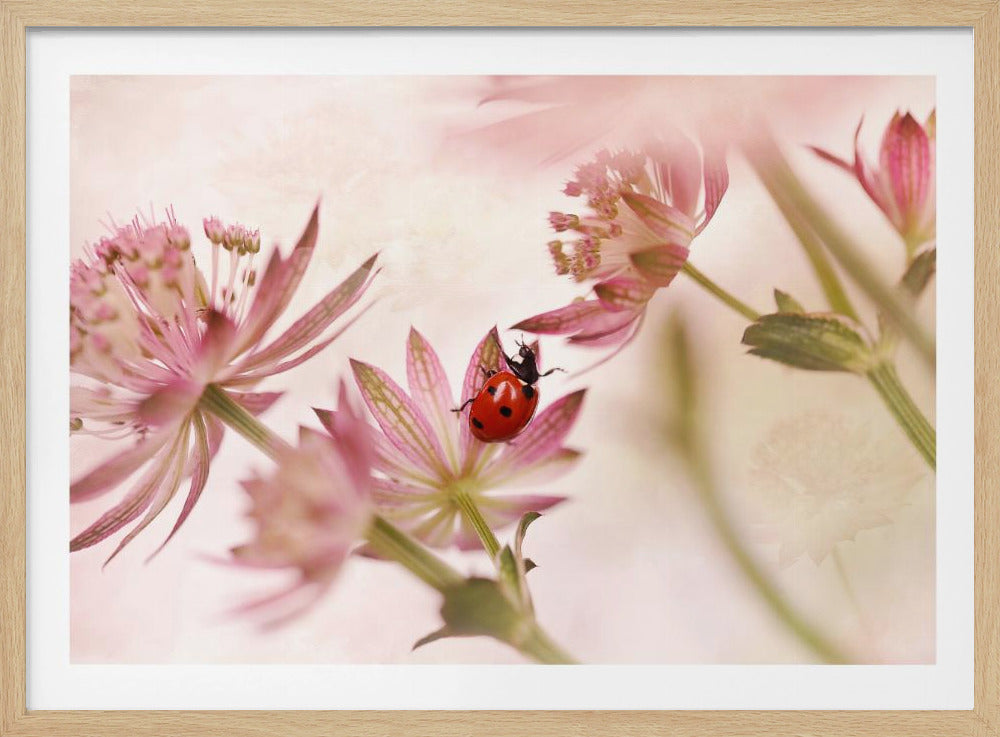 A macro photograph captures a vivid red ladybug with black spots as it crawls on the delicate petals of a pink Astrantia flower. The scene is soft-focused with a dreamy, light pink and cream background, giving it a gentle and serene feel. Print