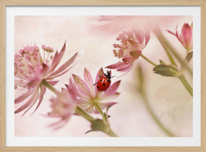A macro photograph captures a vivid red ladybug with black spots as it crawls on the delicate petals of a pink Astrantia flower. The scene is soft-focused with a dreamy, light pink and cream background, giving it a gentle and serene feel. Print