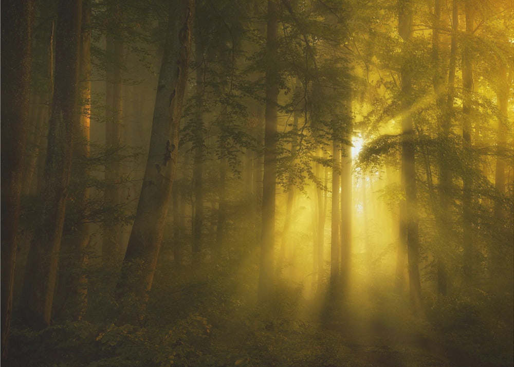 A landscape photograph of a dense, misty forest where golden sunbeams dramatically stream through the tall trees, illuminating the fog and creating a magical, ethereal atmosphere. The image is enclosed in a silver frame. Poster
