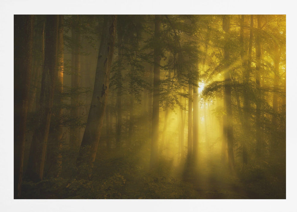 A landscape photograph of a dense, misty forest where golden sunbeams dramatically stream through the tall trees, illuminating the fog and creating a magical, ethereal atmosphere. The image is enclosed in a silver frame. Poster