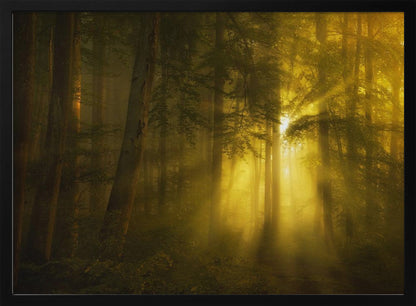 A landscape photograph of a dense, misty forest where golden sunbeams dramatically stream through the tall trees, illuminating the fog and creating a magical, ethereal atmosphere. The image is enclosed in a silver frame. Poster