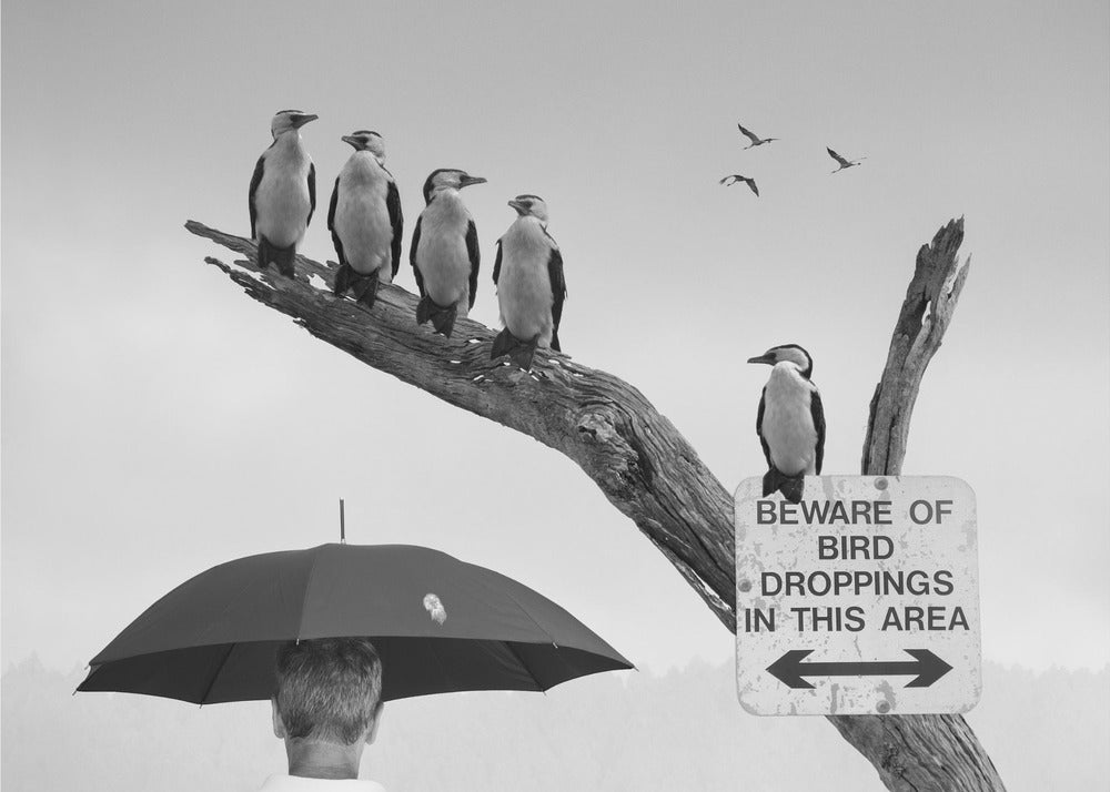 A humorous black and white photograph depicting a man from behind holding a large black umbrella. Above him, a row of five shags, or cormorants, are perched on a dead tree branch next to a sign that reads 'BEWARE OF BIRD DROPPINGS IN THIS AREA'. Wall Art