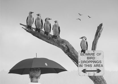 A humorous black and white photograph depicting a man from behind holding a large black umbrella. Above him, a row of five shags, or cormorants, are perched on a dead tree branch next to a sign that reads 'BEWARE OF BIRD DROPPINGS IN THIS AREA'. Wall Art
