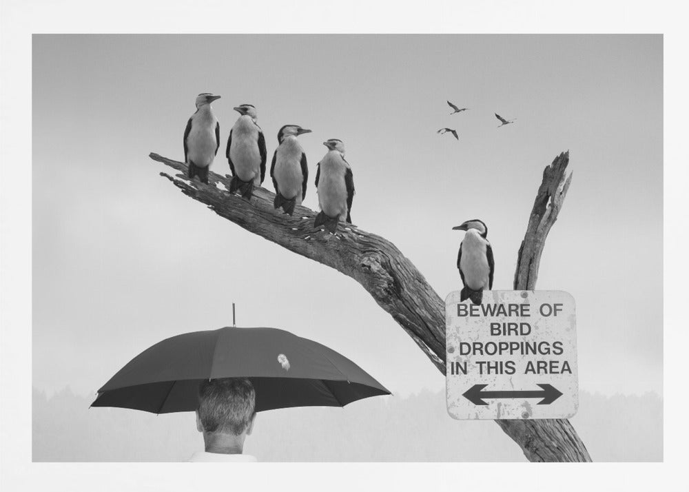 A humorous black and white photograph depicting a man from behind holding a large black umbrella. Above him, a row of five shags, or cormorants, are perched on a dead tree branch next to a sign that reads 'BEWARE OF BIRD DROPPINGS IN THIS AREA'. Wall Art