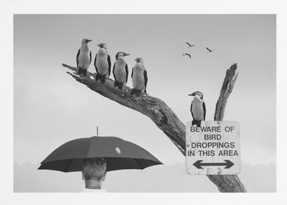 A humorous black and white photograph depicting a man from behind holding a large black umbrella. Above him, a row of five shags, or cormorants, are perched on a dead tree branch next to a sign that reads 'BEWARE OF BIRD DROPPINGS IN THIS AREA'. Wall Art