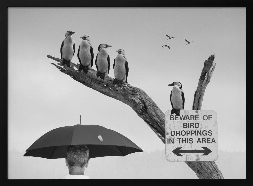 A humorous black and white photograph depicting a man from behind holding a large black umbrella. Above him, a row of five shags, or cormorants, are perched on a dead tree branch next to a sign that reads 'BEWARE OF BIRD DROPPINGS IN THIS AREA'. Wall Art