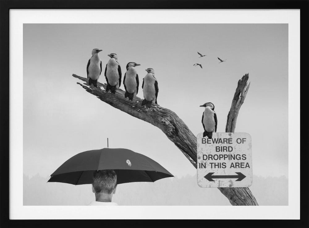 A humorous black and white photograph depicting a man from behind holding a large black umbrella. Above him, a row of five shags, or cormorants, are perched on a dead tree branch next to a sign that reads 'BEWARE OF BIRD DROPPINGS IN THIS AREA'. Wall Art