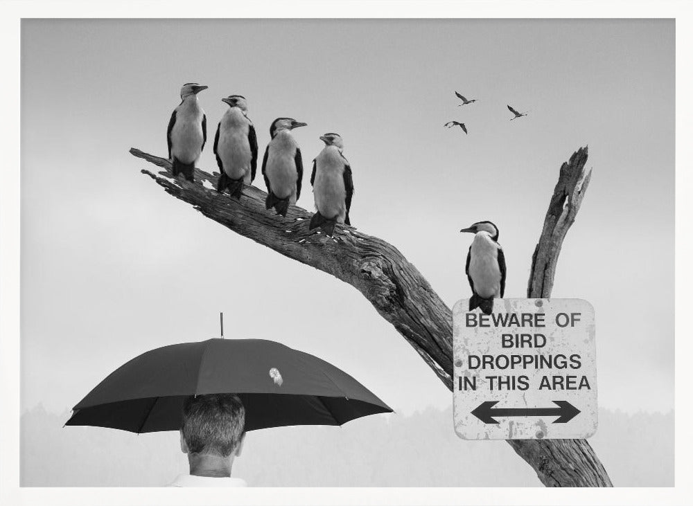 A humorous black and white photograph depicting a man from behind holding a large black umbrella. Above him, a row of five shags, or cormorants, are perched on a dead tree branch next to a sign that reads 'BEWARE OF BIRD DROPPINGS IN THIS AREA'. Wall Art