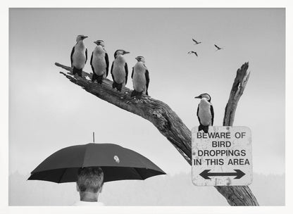 A humorous black and white photograph depicting a man from behind holding a large black umbrella. Above him, a row of five shags, or cormorants, are perched on a dead tree branch next to a sign that reads 'BEWARE OF BIRD DROPPINGS IN THIS AREA'. Wall Art