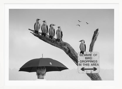 A humorous black and white photograph depicting a man from behind holding a large black umbrella. Above him, a row of five shags, or cormorants, are perched on a dead tree branch next to a sign that reads 'BEWARE OF BIRD DROPPINGS IN THIS AREA'. Wall Art