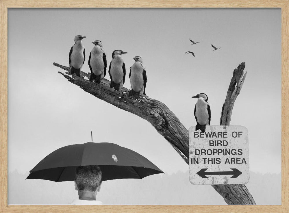 A humorous black and white photograph depicting a man from behind holding a large black umbrella. Above him, a row of five shags, or cormorants, are perched on a dead tree branch next to a sign that reads 'BEWARE OF BIRD DROPPINGS IN THIS AREA'. Wall Art