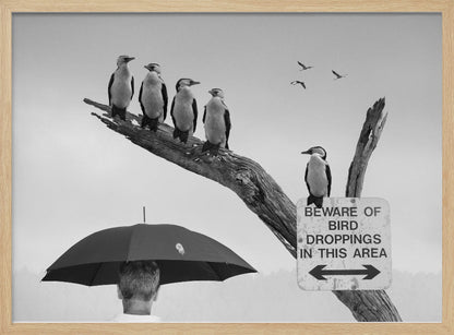 A humorous black and white photograph depicting a man from behind holding a large black umbrella. Above him, a row of five shags, or cormorants, are perched on a dead tree branch next to a sign that reads 'BEWARE OF BIRD DROPPINGS IN THIS AREA'. Wall Art