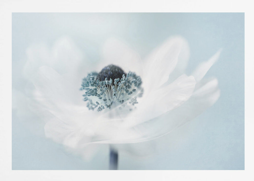 A dreamy, soft-focus macro photograph of a single white anemone flower. The flower has a dark center surrounded by delicate blue-tipped stamens. The background is a soft, pale blue, and the entire image is presented within a silver frame. Wall Art