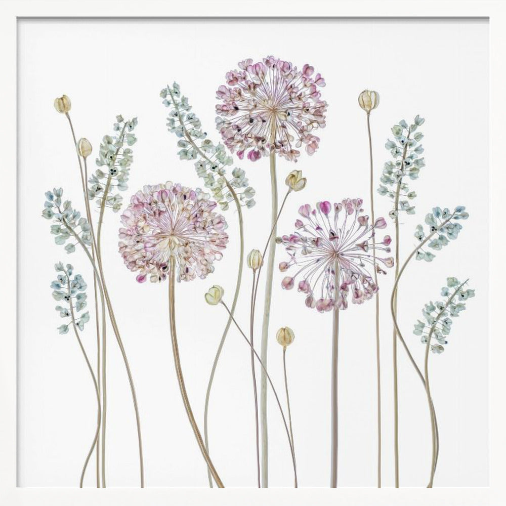 A botanical art print in a light wood frame, featuring delicate pressed allium flowers with pink and purple globes and slender stems, interspersed with sprigs of muted blue-green foliage against a clean white background. Poster