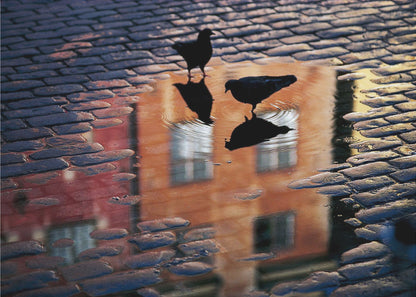 An artistic photograph of two silhouetted birds standing in a puddle on a wet cobblestone street. The puddle reflects an orange building with windows, and the birds' own reflections are visible beneath them, creating ripples in the water. The image is presented in a silver frame. Decor