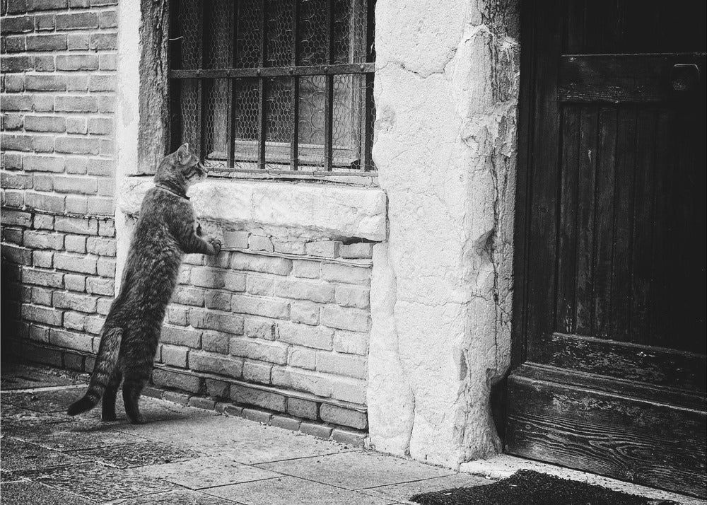 A black and white framed photograph of a cat standing on its hind legs, with its front paws on a brick wall, peering curiously into a barred window. The setting is a rustic alley with an old wooden door to the right. Wall Art