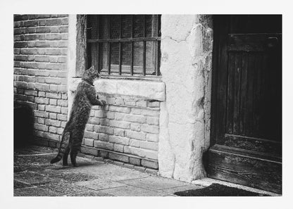 A black and white framed photograph of a cat standing on its hind legs, with its front paws on a brick wall, peering curiously into a barred window. The setting is a rustic alley with an old wooden door to the right. Wall Art