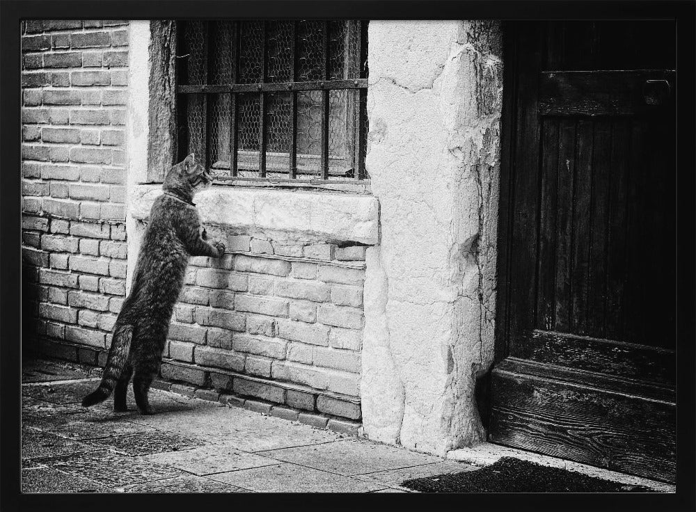 A black and white framed photograph of a cat standing on its hind legs, with its front paws on a brick wall, peering curiously into a barred window. The setting is a rustic alley with an old wooden door to the right. Wall Art