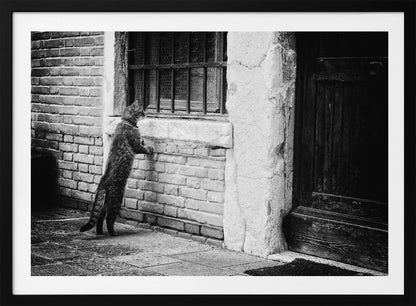 A black and white framed photograph of a cat standing on its hind legs, with its front paws on a brick wall, peering curiously into a barred window. The setting is a rustic alley with an old wooden door to the right. Wall Art
