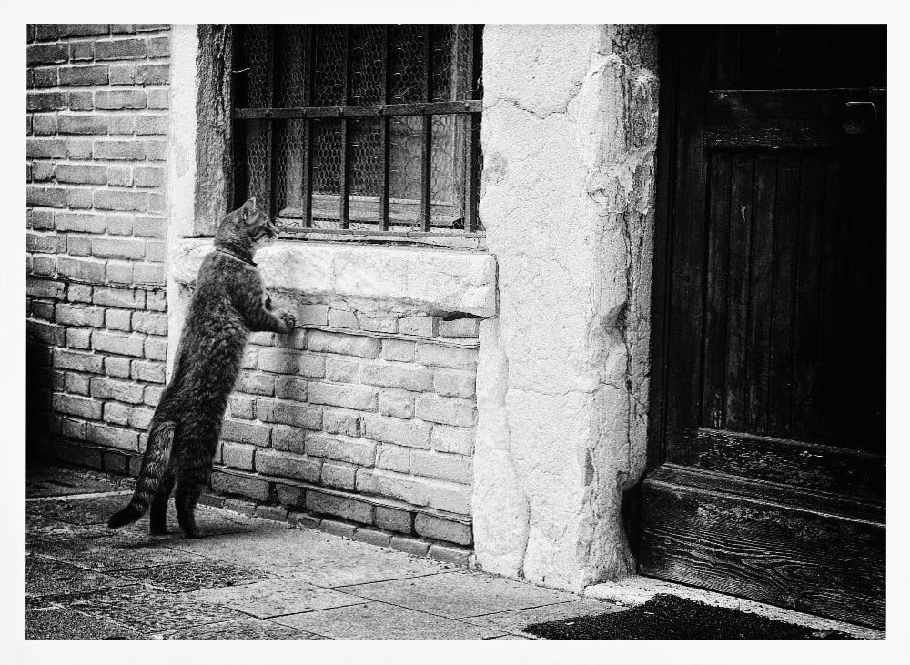 A black and white framed photograph of a cat standing on its hind legs, with its front paws on a brick wall, peering curiously into a barred window. The setting is a rustic alley with an old wooden door to the right. Wall Art