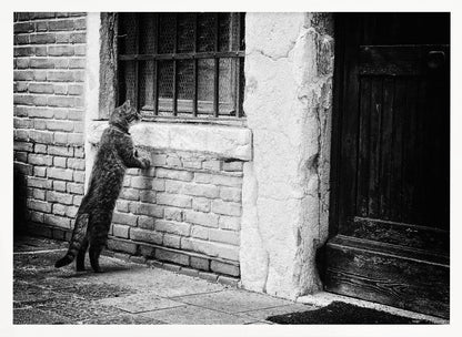 A black and white framed photograph of a cat standing on its hind legs, with its front paws on a brick wall, peering curiously into a barred window. The setting is a rustic alley with an old wooden door to the right. Wall Art