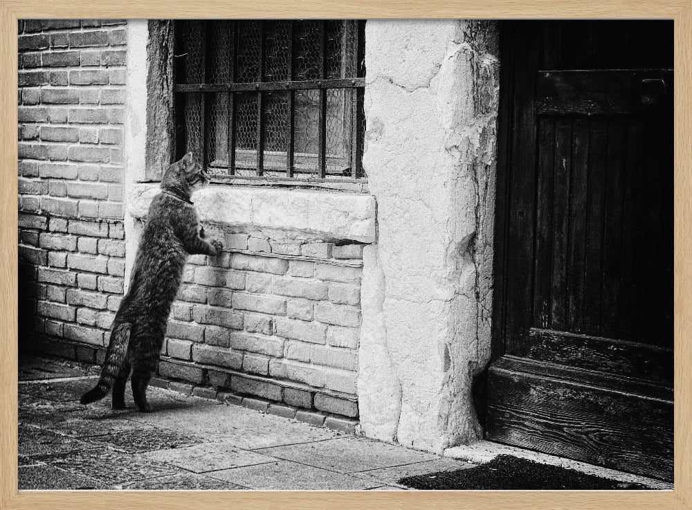 A black and white framed photograph of a cat standing on its hind legs, with its front paws on a brick wall, peering curiously into a barred window. The setting is a rustic alley with an old wooden door to the right. Wall Art