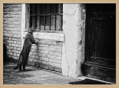 A black and white framed photograph of a cat standing on its hind legs, with its front paws on a brick wall, peering curiously into a barred window. The setting is a rustic alley with an old wooden door to the right. Wall Art