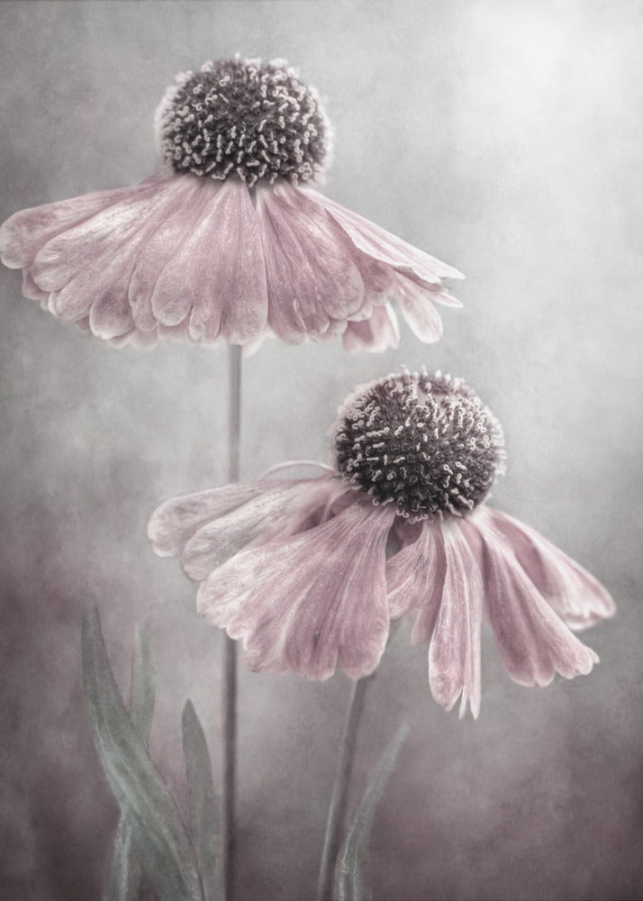 A soft-focus, artistic photograph of two delicate pink flowers with dark, textured centers and drooping petals against a muted, mottled grey background. Print